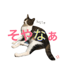 ねこた〜ち バージョンアップ（個別スタンプ：25）