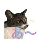 ねこた〜ち バージョンアップ（個別スタンプ：26）