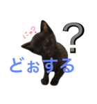 ねこた〜ち バージョンアップ（個別スタンプ：27）