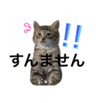 ねこた〜ち バージョンアップ（個別スタンプ：28）