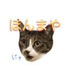 ねこた〜ち バージョンアップ（個別スタンプ：30）