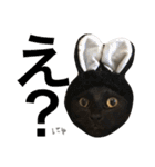 ねこた〜ち バージョンアップ（個別スタンプ：31）