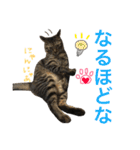 ねこた〜ち バージョンアップ（個別スタンプ：32）