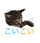 ねこた〜ち バージョンアップ（個別スタンプ：33）