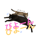 ねこた〜ち バージョンアップ（個別スタンプ：34）