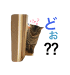 ねこた〜ち バージョンアップ（個別スタンプ：35）