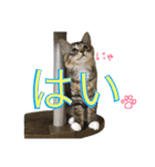 ねこた〜ち バージョンアップ（個別スタンプ：36）