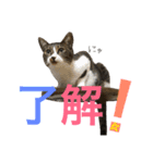 ねこた〜ち バージョンアップ（個別スタンプ：37）