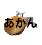 ねこた〜ち バージョンアップ（個別スタンプ：38）