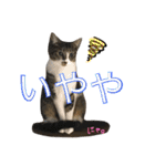 ねこた〜ち バージョンアップ（個別スタンプ：40）