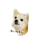チワワのシェリー（個別スタンプ：2）