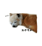 チワワのシェリー（個別スタンプ：5）