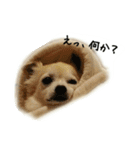 チワワのシェリー（個別スタンプ：6）