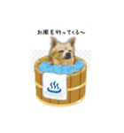 チワワのシェリー（個別スタンプ：8）