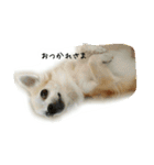 チワワのシェリー（個別スタンプ：9）