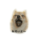 チワワのシェリー（個別スタンプ：12）