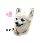 チワワのシェリー（個別スタンプ：19）
