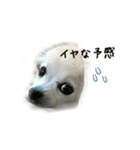 チワワのシェリー（個別スタンプ：20）