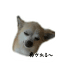 チワワのシェリー（個別スタンプ：22）