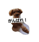 トイプ～くん（個別スタンプ：4）