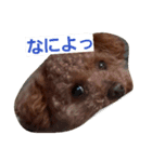 トイプ～くん（個別スタンプ：9）