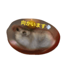 ジャンハム❤️プリンの日常（個別スタンプ：3）