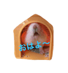 ジャンハム❤️プリンの日常（個別スタンプ：5）