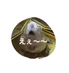 ジャンハム❤️プリンの日常（個別スタンプ：7）