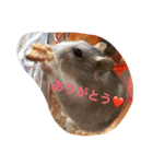 ジャンハム❤️プリンの日常（個別スタンプ：9）