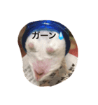 ジャンハム❤️プリンの日常（個別スタンプ：11）