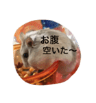 ジャンハム❤️プリンの日常（個別スタンプ：13）