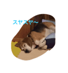 かわいいショコラ（個別スタンプ：4）