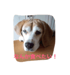 かわいいショコラ（個別スタンプ：5）