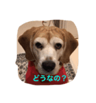 かわいいショコラ（個別スタンプ：7）