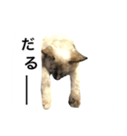 猫 不二子（個別スタンプ：4）