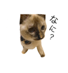 猫 不二子（個別スタンプ：5）