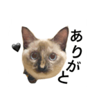 猫 不二子（個別スタンプ：7）