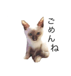 猫 不二子（個別スタンプ：8）