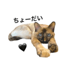 猫 不二子（個別スタンプ：11）