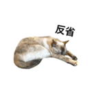 猫 不二子（個別スタンプ：14）