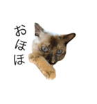 猫 不二子（個別スタンプ：15）