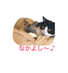 猫 不二子（個別スタンプ：16）