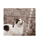 straycat says（個別スタンプ：1）