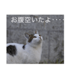 straycat says（個別スタンプ：2）