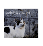 straycat says（個別スタンプ：3）