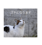 straycat says（個別スタンプ：4）