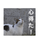 straycat says（個別スタンプ：5）