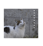 straycat says（個別スタンプ：7）