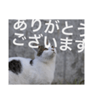 straycat says（個別スタンプ：8）
