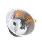 猫のサスケ 2（個別スタンプ：1）